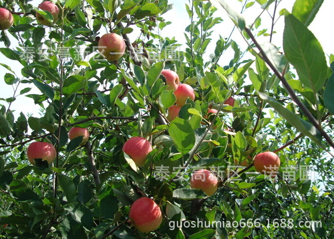 苹果苗
