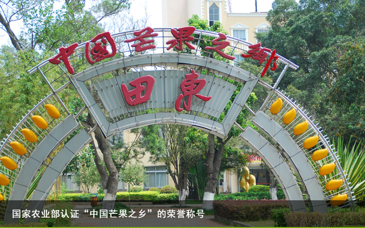 广西百色田东芒果 新鲜热带水果 小台农芒 鸡蛋芒 5斤装 一件代发