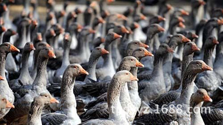 人工养殖大雁应以草食为主,大雁主要以燕麦草等青草为主食,玉米,豆粕