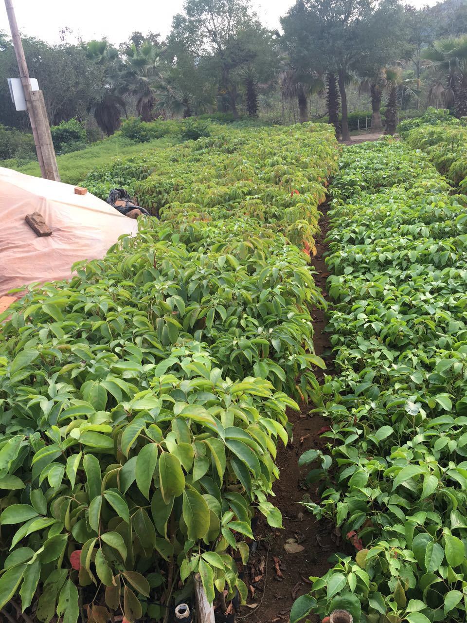 重阳木小苗,秋枫小苗