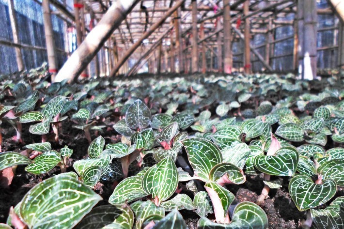 福建省林业厅副厅长严金静到仁溪堂金线莲种植基地调研