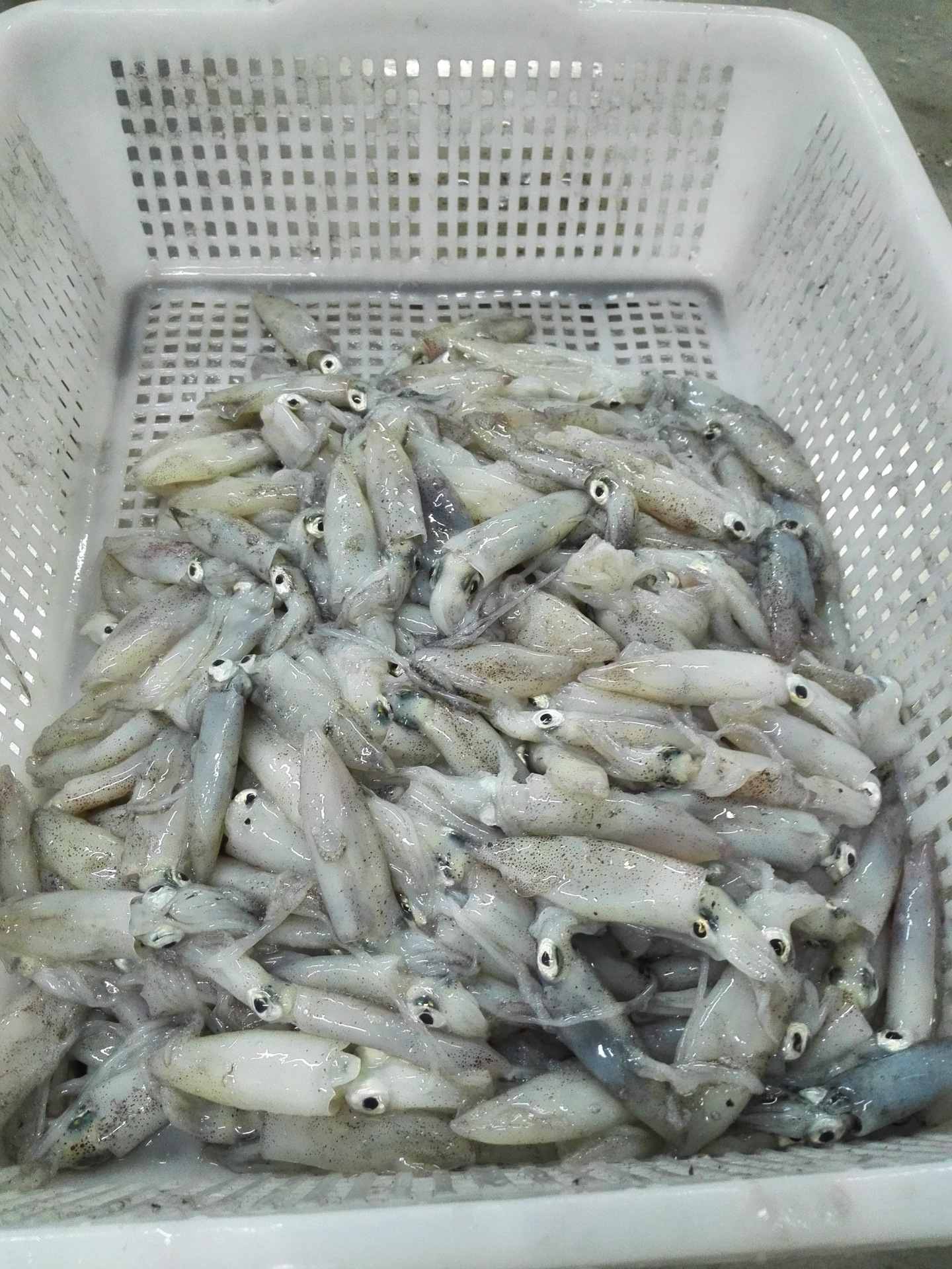 低价处理2016年小鱿鱼 笔管鱼 乌贼 清仓 工厂直销 大量批发