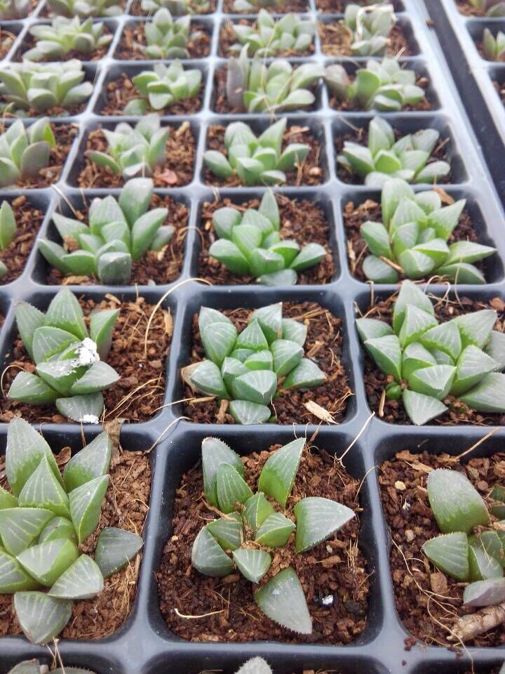 康氏寿多肉植物批康氏十二卷23cm韩国进多肉植物