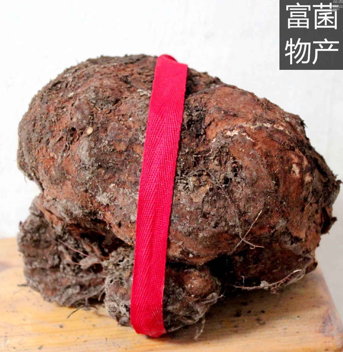 富菌原生态药用菌山地茯苓提供菌种及栽培技术