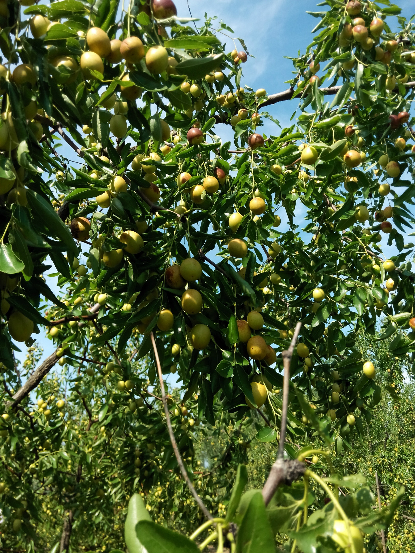 新鲜优质青枣 沧州金丝小枣新枣9月上市 营养美味香脆新枣批.