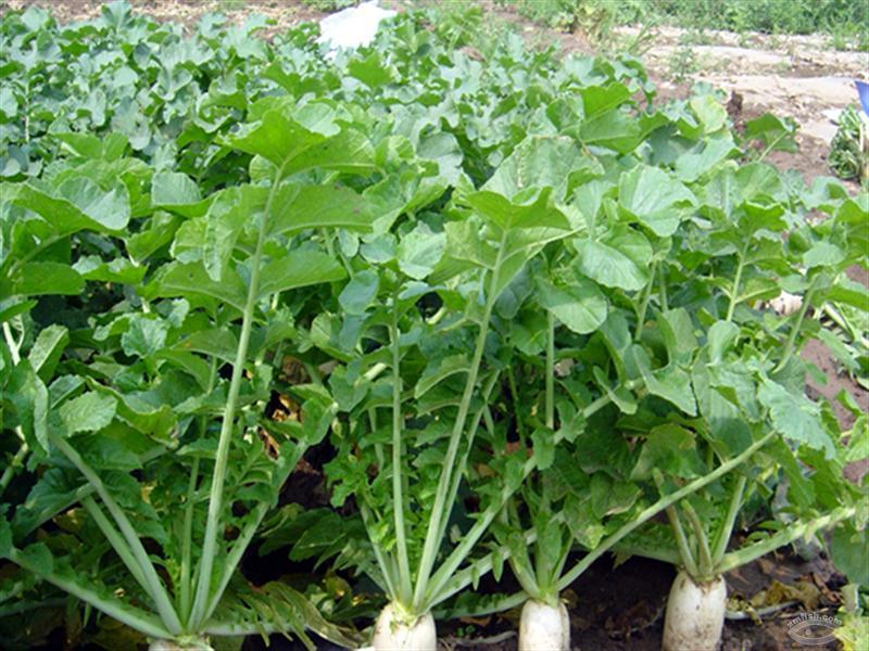 莱菔子提取物101萝卜籽浓缩粉森冉生物