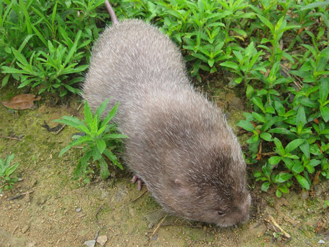 专食甜竹的银星竹狸