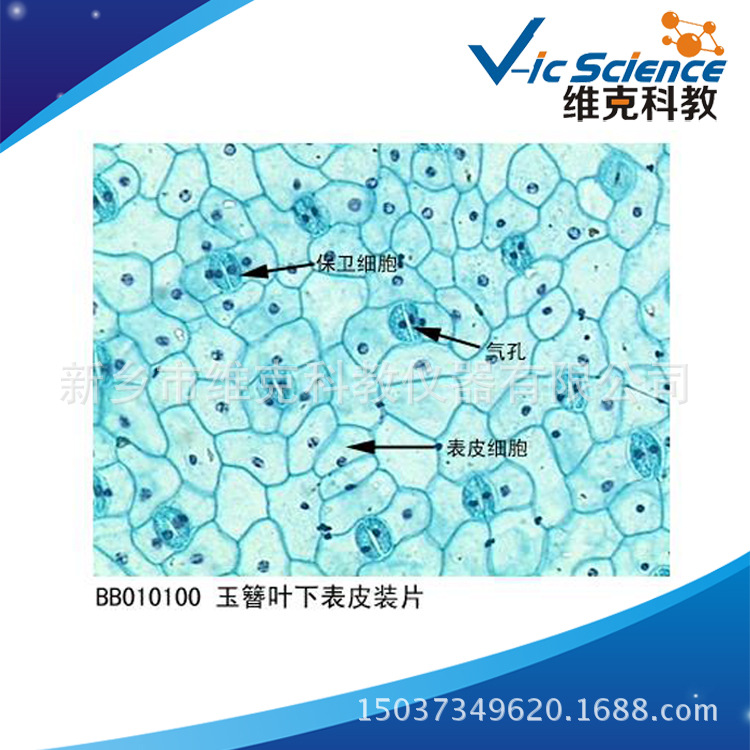 工厂直销 玉簪叶下表皮装片 动植物切片 显微镜玻片 实验教学器材