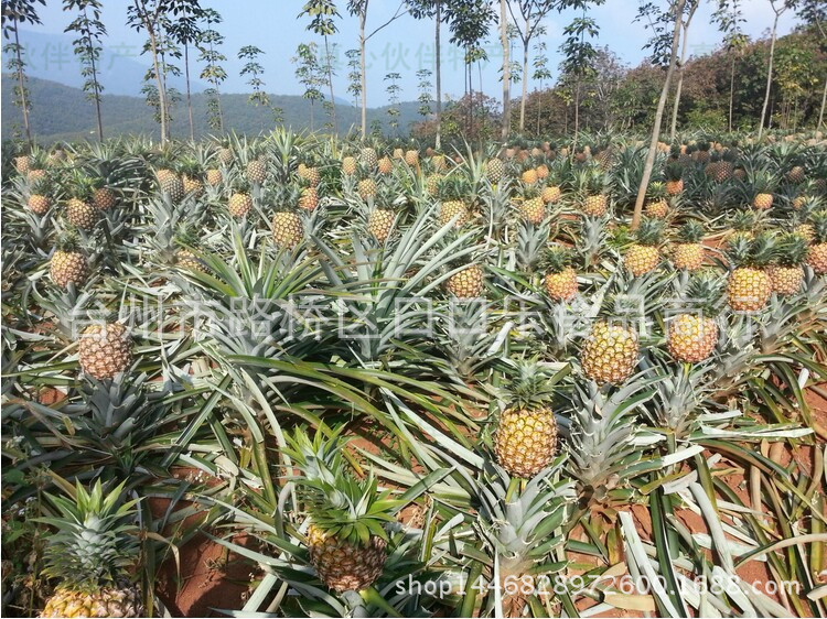 糖水金菠萝水果罐头 大听装3公斤kg 夏日冷饮自助餐饮蛋糕烘焙店