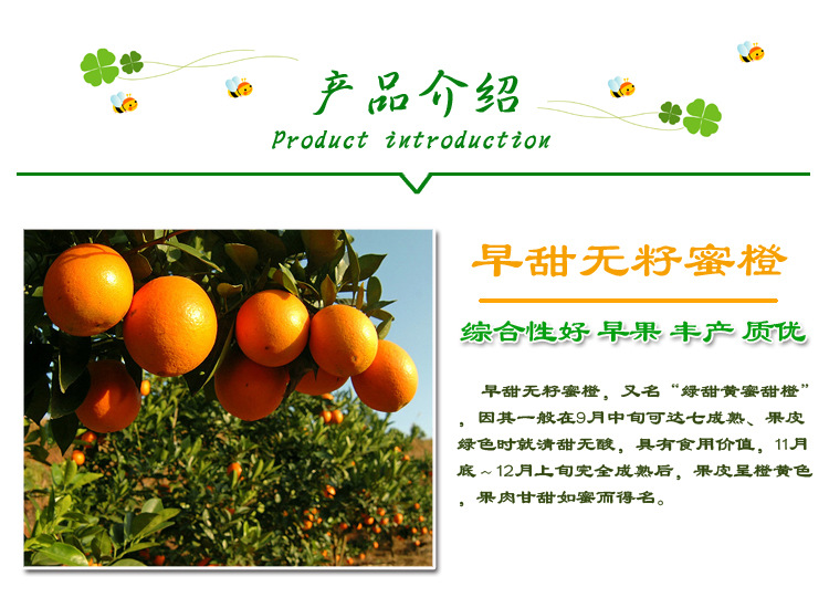 广西鹿寨蜜橙 红肉脐橙 无核金钱蜜橙 鲜甜可口