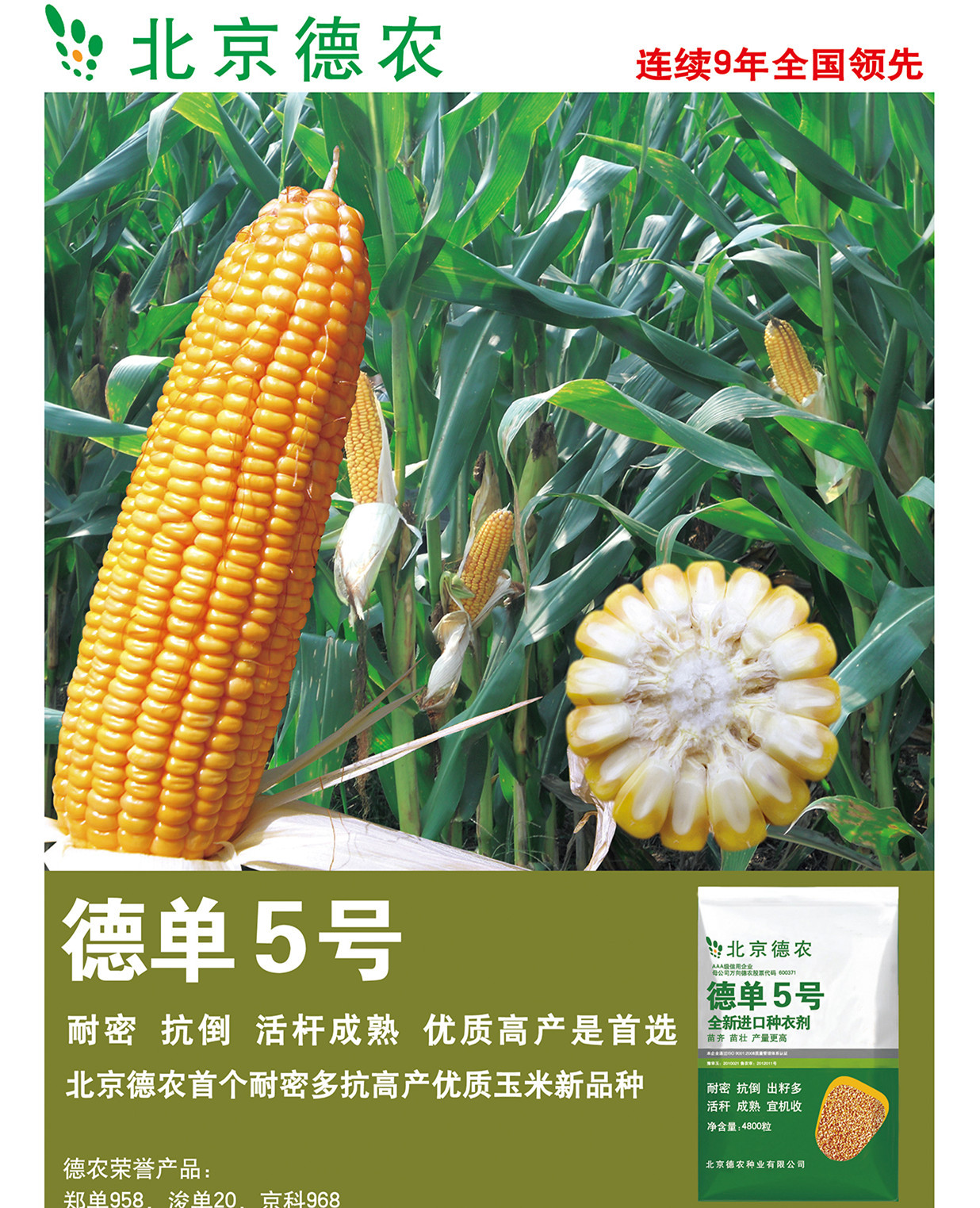 一件批发北京德农玉米品种 德单5号