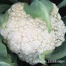 蔬菜种苗_蔬菜新品种可食用番薯叶种苗 - 阿里