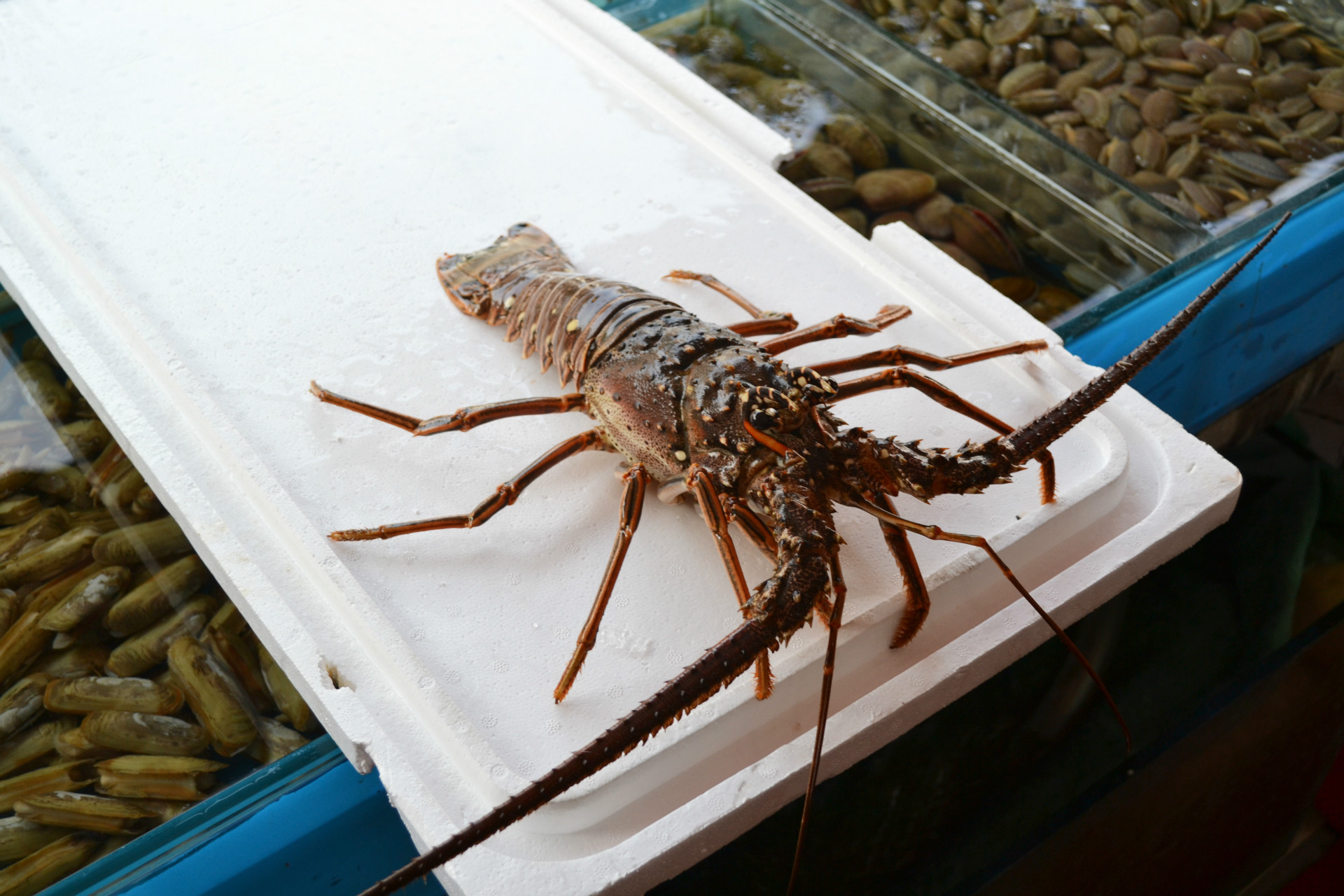 鲜活古巴龙 新鲜进口龙虾 海鲜龙虾批发酒店采购 上海衡丰水产贸易有