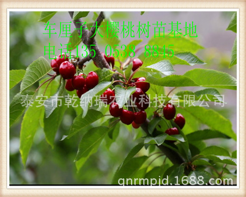 车厘子樱桃苗