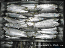 沙丁鱼冷冻沙丁鱼批发 钓饵 罐头 品质高 100g