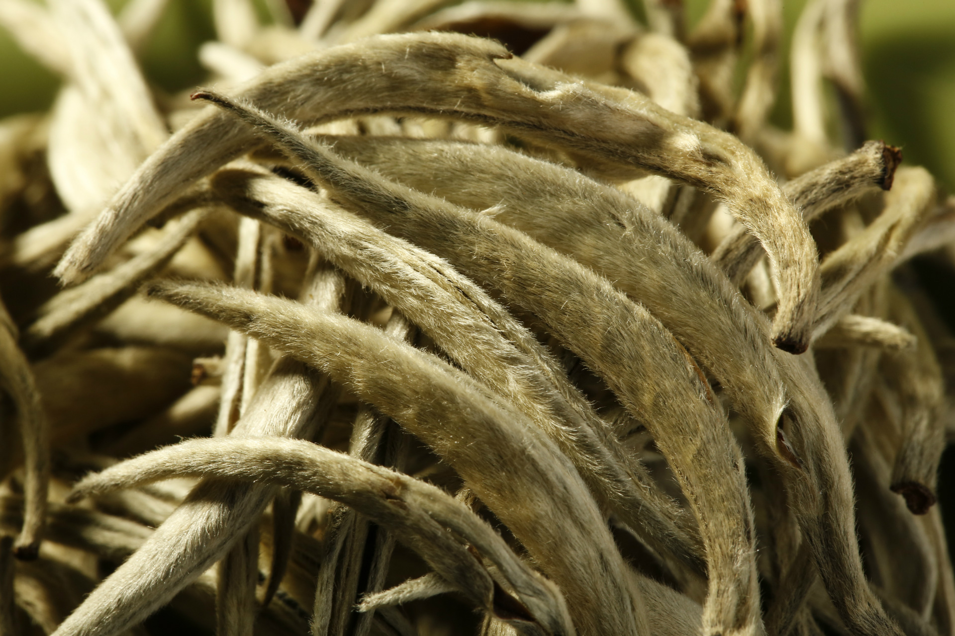 2017春茶批发单芽白茶 云南普洱茶 早春茶新茶特价直销