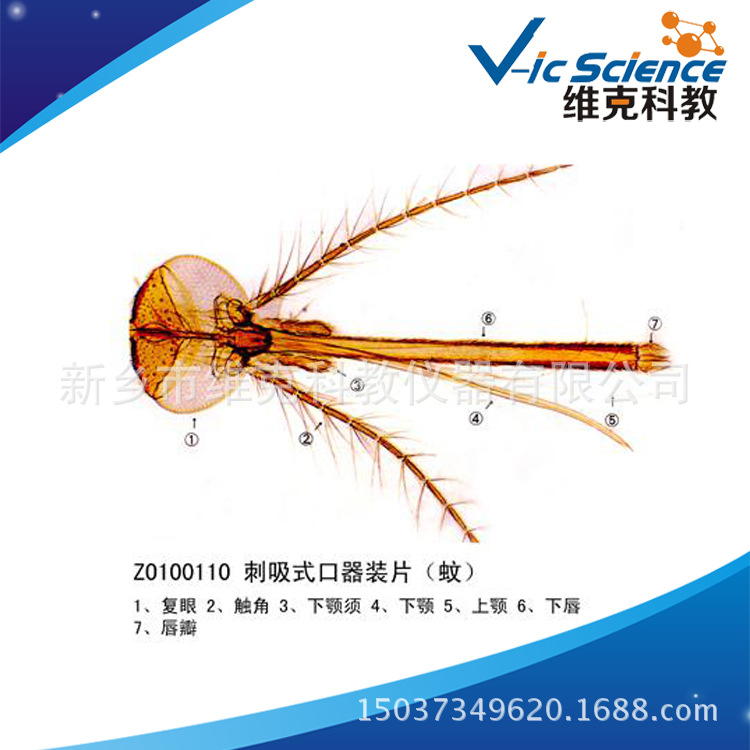 蚊子刺吸式口器的特点图片