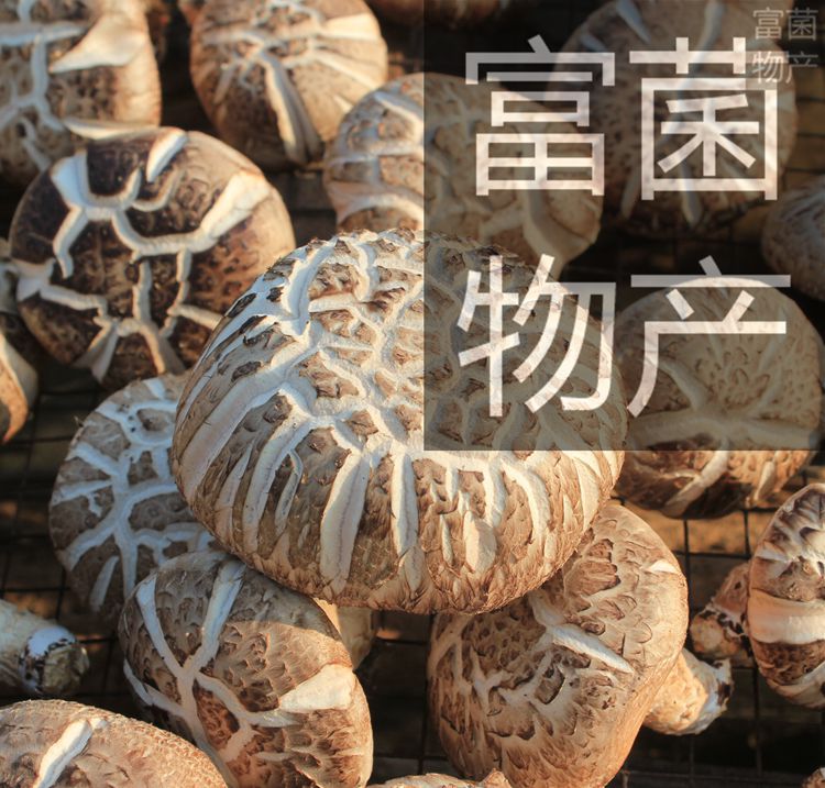 世界菇源龙泉供应菌包香菇菌棒逛蘑菇蕈街