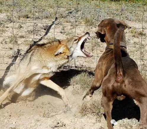 突然从树木中窜出一只狼来,要吃羊,羊跳起来,拼命用角抵抗,并大声向