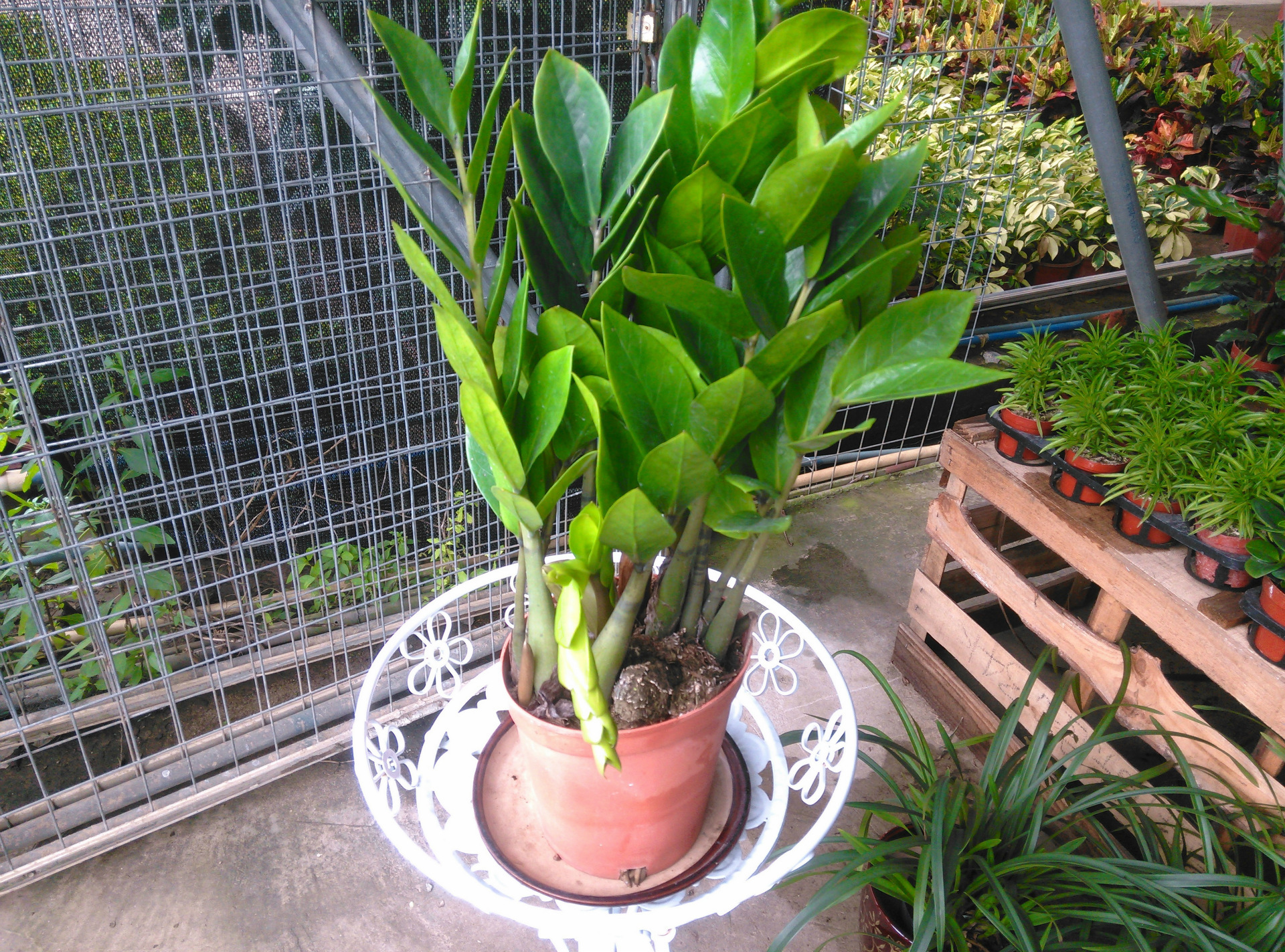 大量批发金钱树 150mm杯 室内小盆栽 基地直销