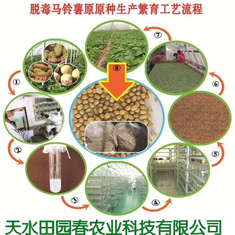 土豆种子优质 高产 早熟 马铃薯种子秋播预订开始 可下单 .