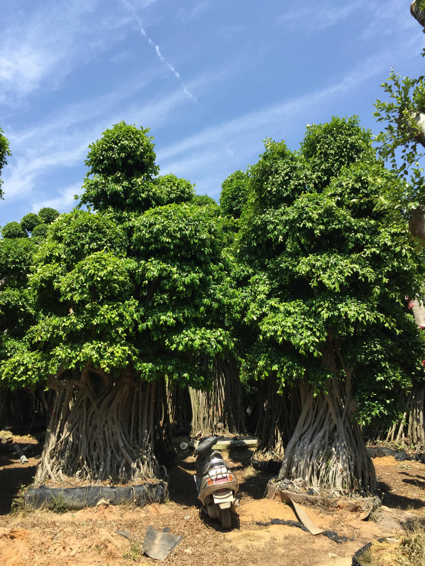 本合作社种植特殊造型细叶榕