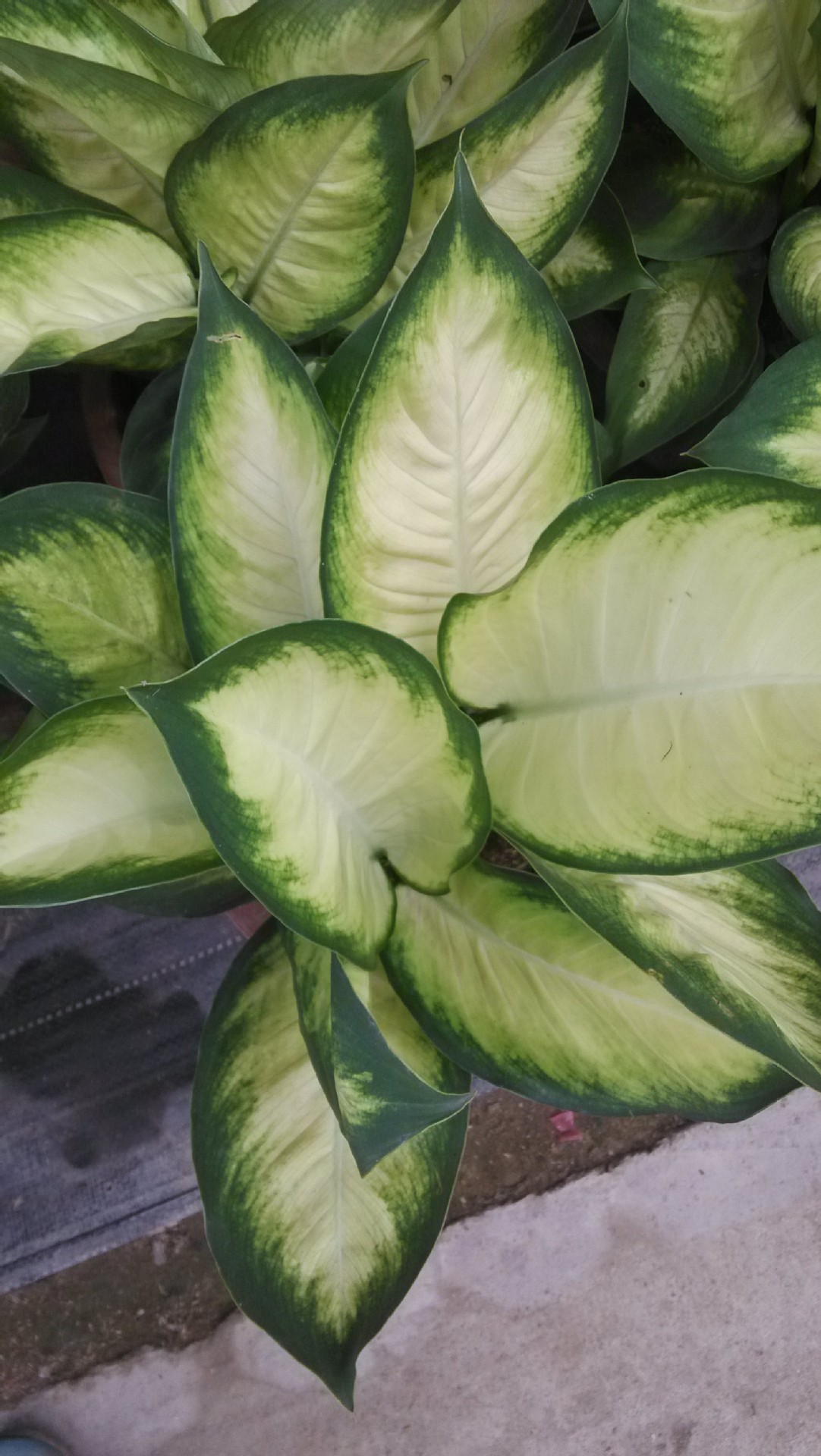 玛丽安花叶万年青银斑万年青吸收甲醛绿化植物