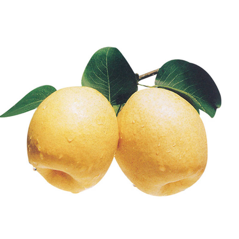 山东莱阳黄金酥梨