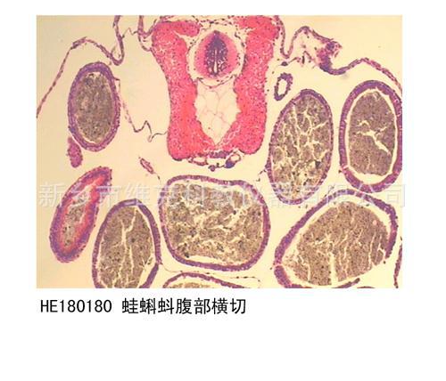 蛙蝌蚪头部横切 生物切片 组织学与胚胎学 蛙早期胚胎发育
