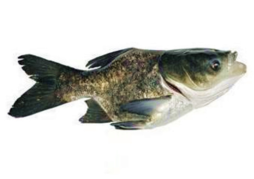 缩骨鱼苗批发价格 缩骨大头鱼苗价格 仙骨大头缩骨鳙鱼苗