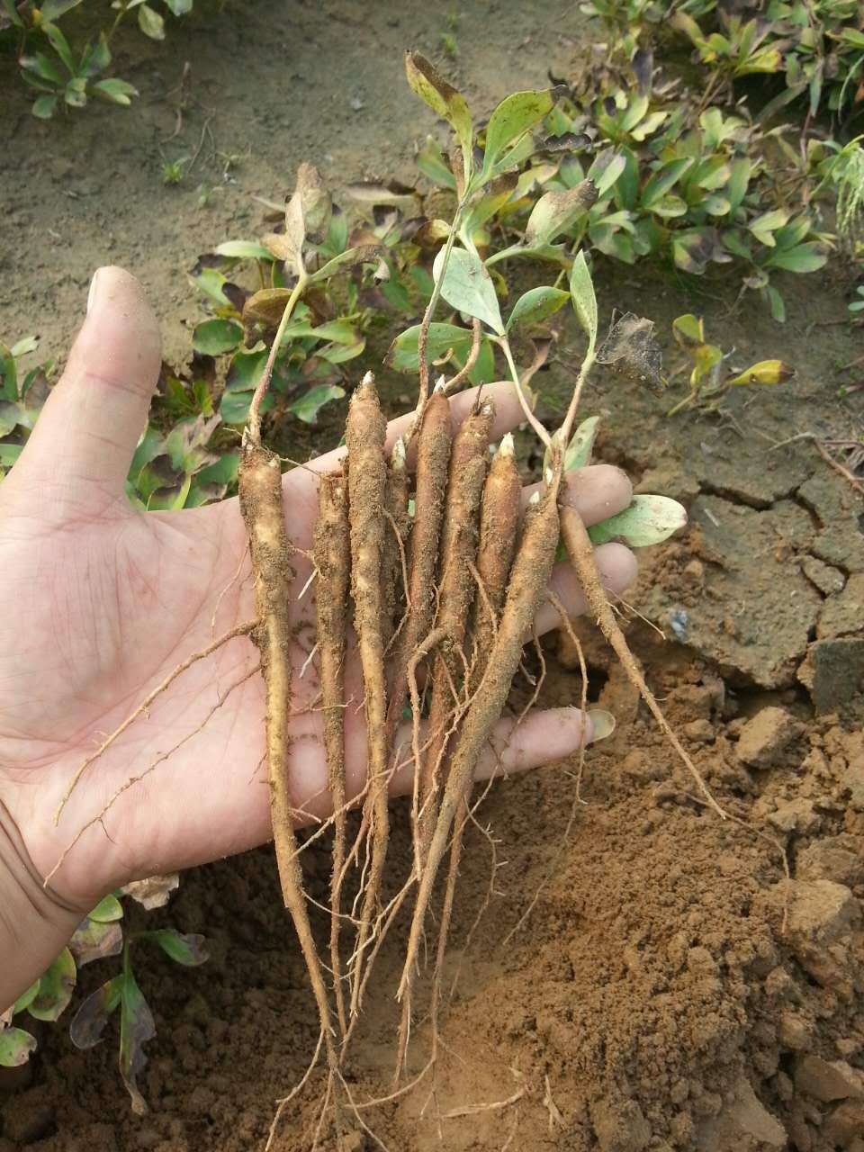 深泽县汉方种植合作社大量出售赤芍苗芍药苗白芍苗