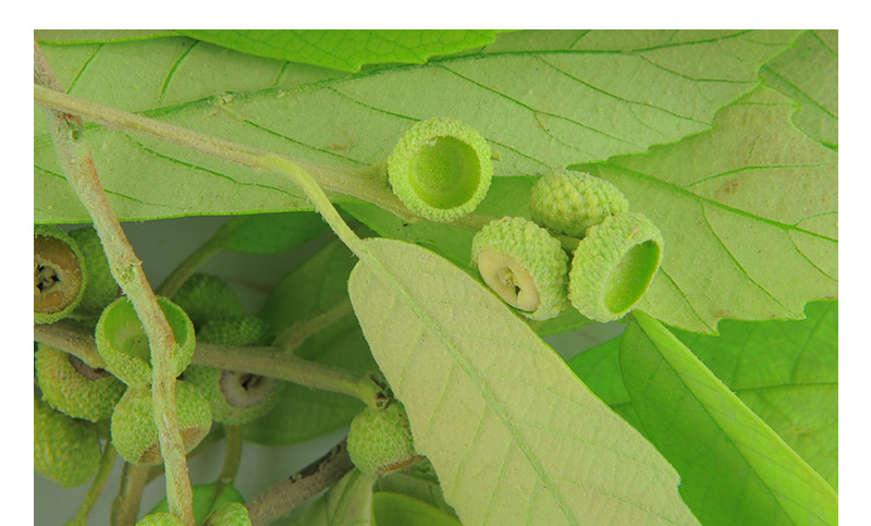 永生配叶橡栗叶盒装净重100gdiy礼物百搭装饰花 现货量大从优