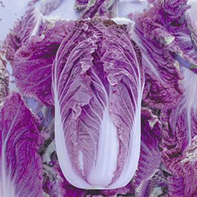 紫宝紫白菜种子 特色结球圆白菜种子批发 特色蔬菜种子原装20粒