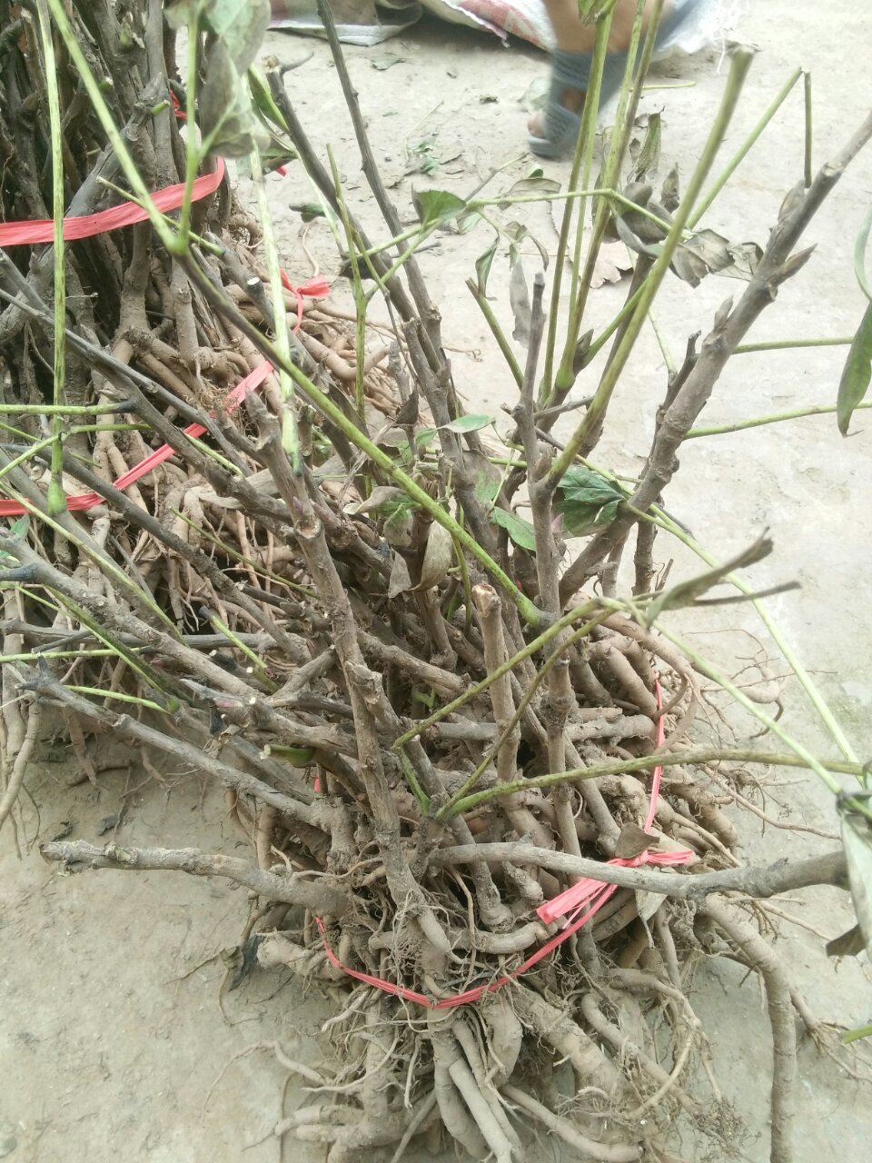 油牡丹种苗价格