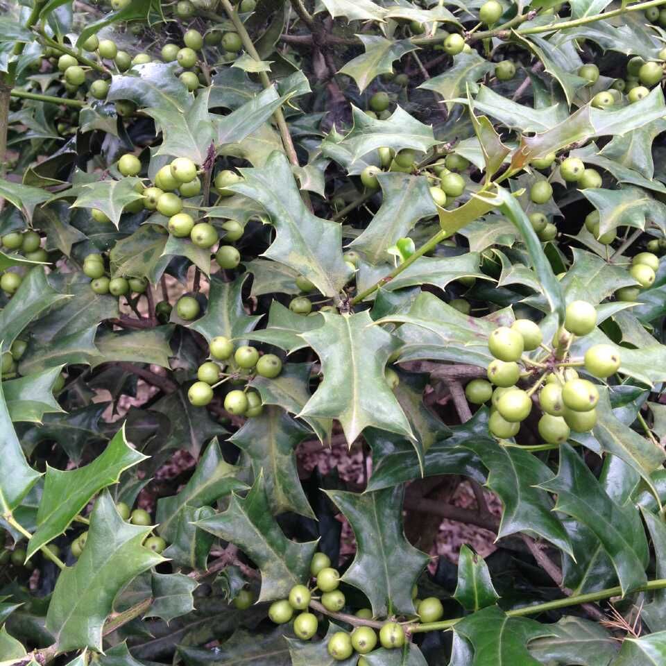 构骨球,构骨树,带刺耐寒,园林.绿化,现货多种规格,保成活