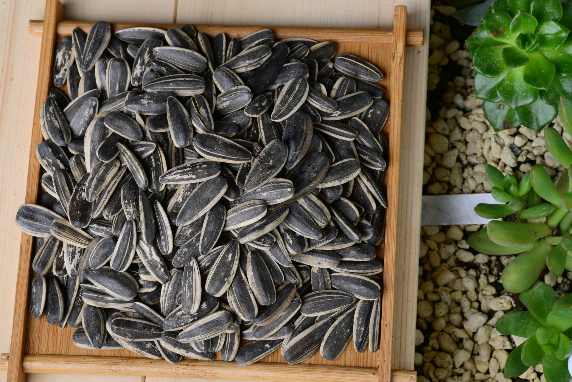 厂家批发休闲食品 葵瓜子 散装奶油葵花瓜子 散装散葵花瓜子批发