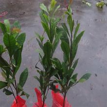 神秘果苗价格_最新神秘果苗价格\/批发报价_神