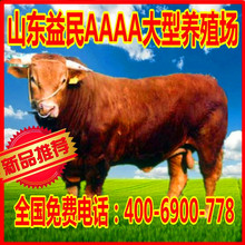 四川养殖场鲁西黄牛肉牛小牛犊厂家直销家活牛小的牛多少钱一斤