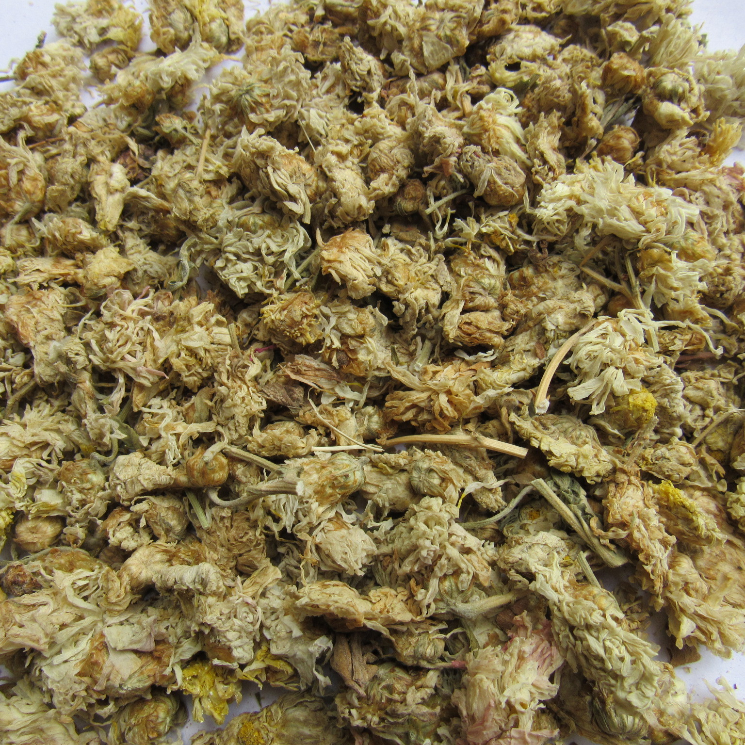 批发中药材白菊花药用白菊花2016年新货