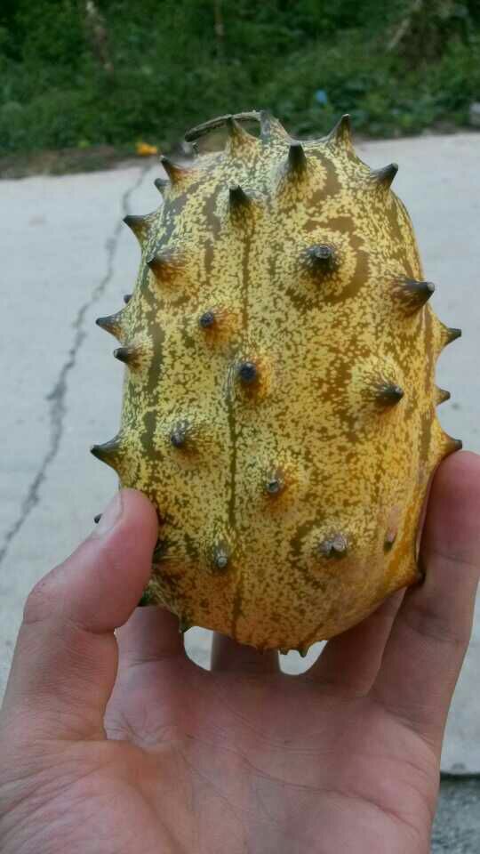 批发供应火参果 火星果 海参果 刺角瓜 奇瓜异果