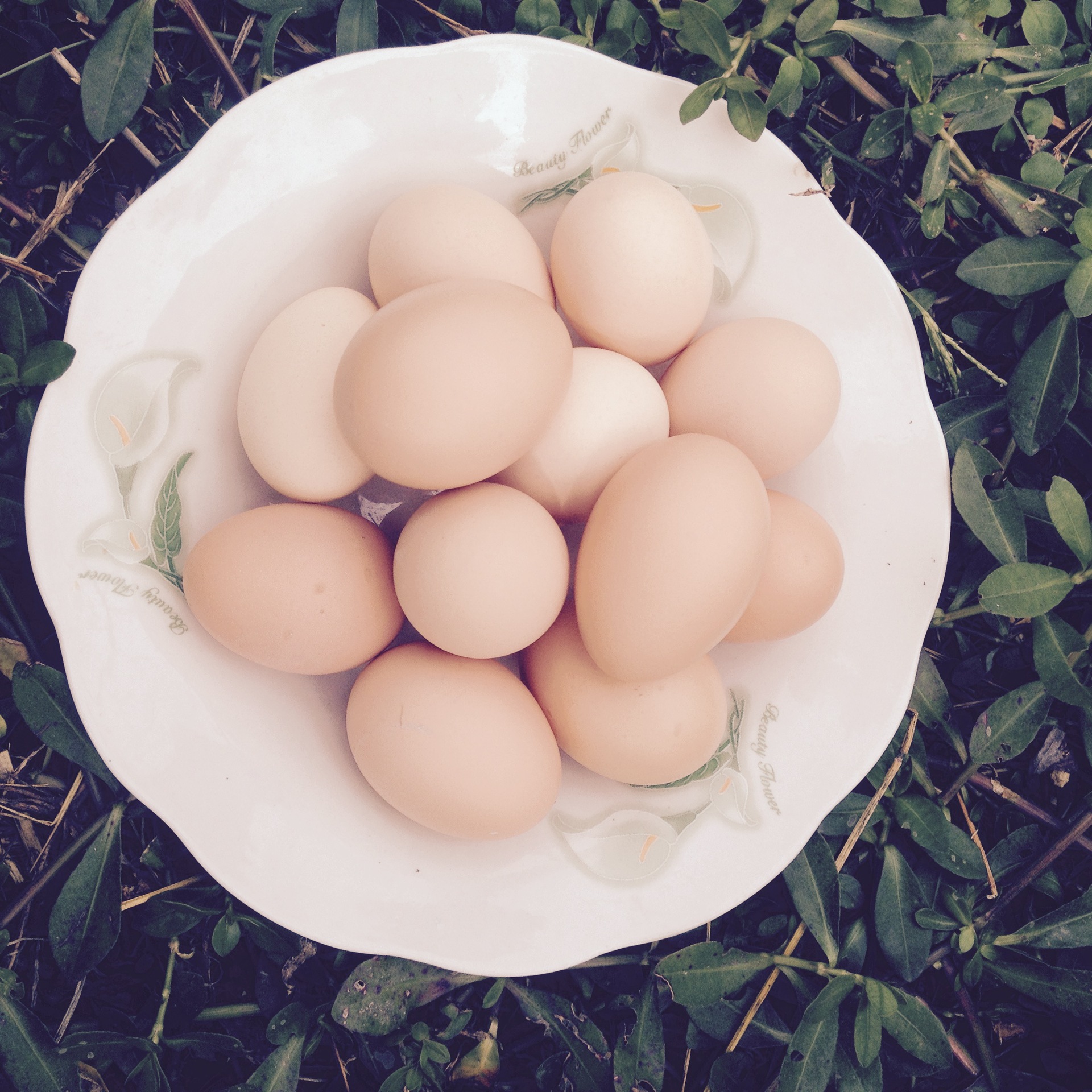 鸡蛋_上海太平洋家禽育种有限公司 - 中国食品饮料批发交易网