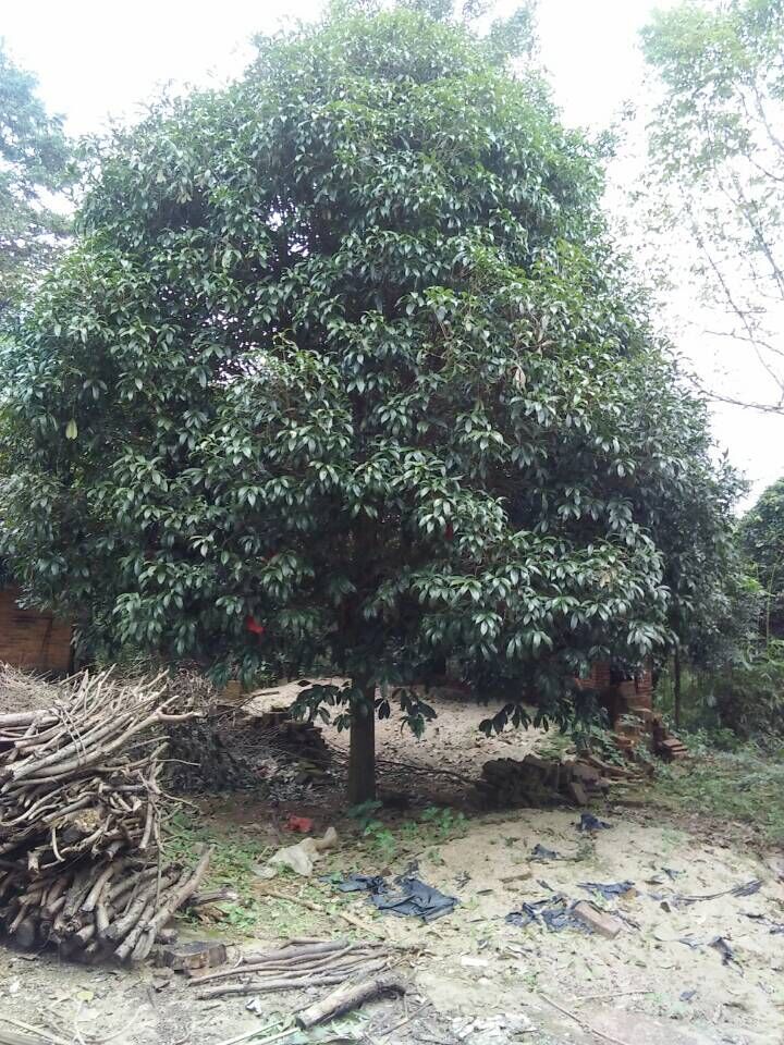 提供优质广西桂花树 八月桂桂花树 四季桂花树 成活高树形优美