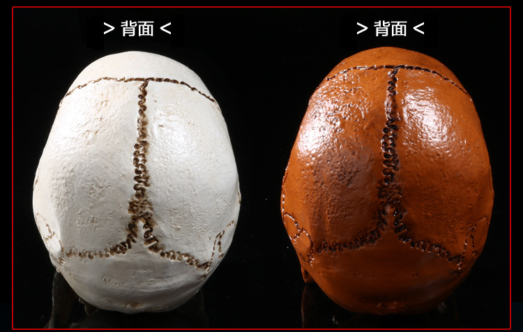 精品仿真模型雕刻制作高档树脂骷髅头人类头骨模型居家摆设