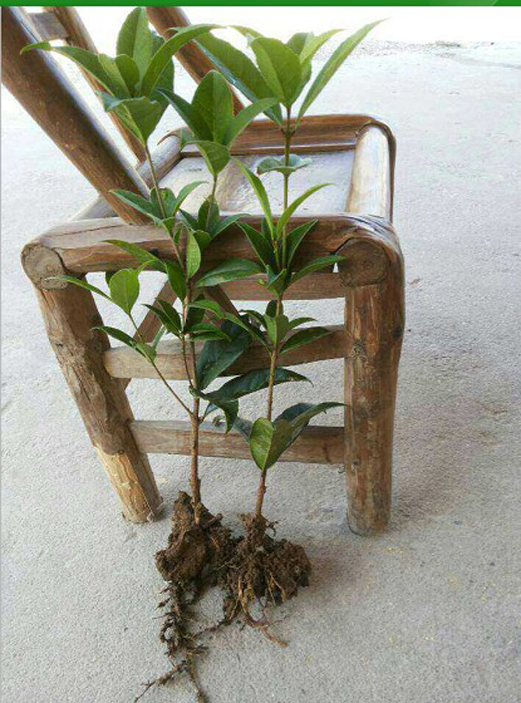 桂花树苗 实生桂花小苗 桂花盆栽 地栽苗 四季桂金桂丹桂沉香桂