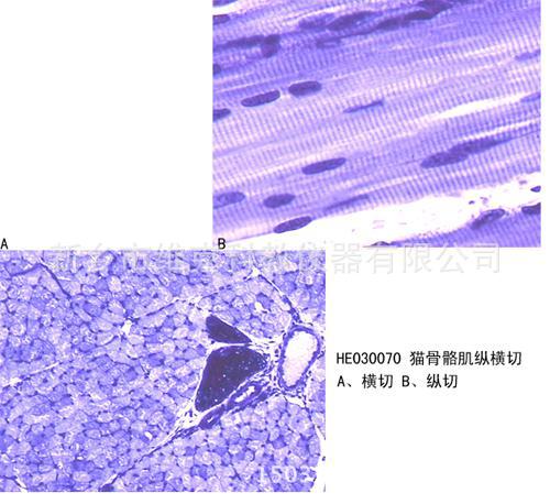 骨骼肌细胞纵切图图片