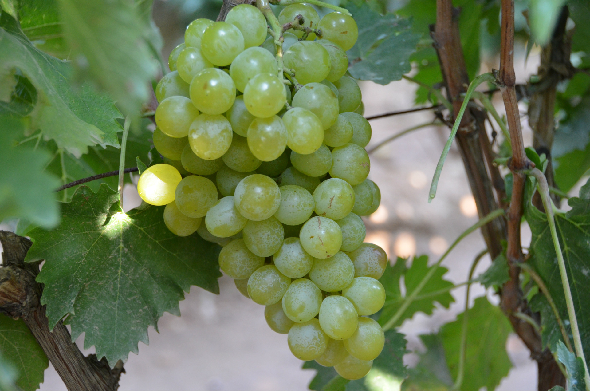 大量供应泽山一号葡萄苗(一级葡萄苗0.5以上)优质葡萄苗泽山一