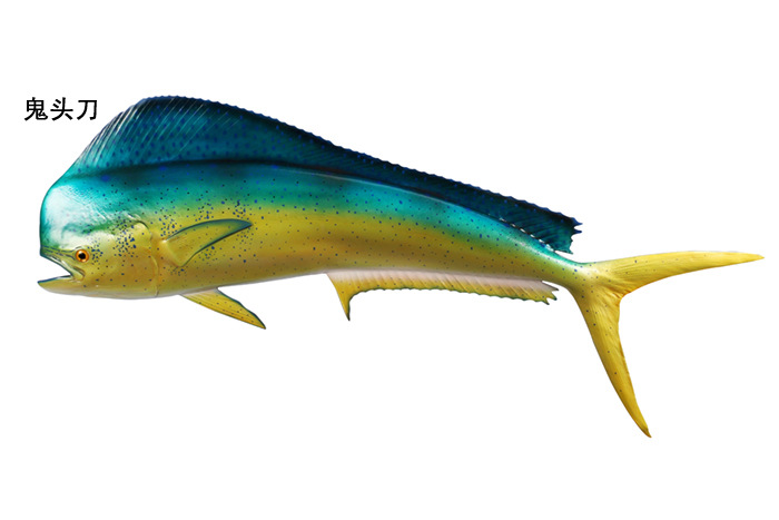剑鱼旗鱼鬼头刀海鲢红鱼斯鲁克鳟鱼海豚鲨鱼沙丁鱼丑鱼仿真热带鱼