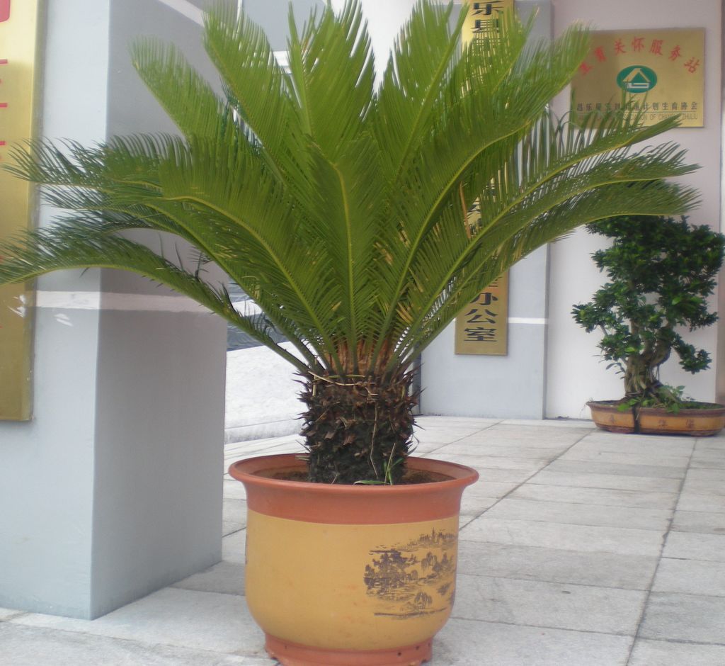 铁树盆景铁树盆栽大铁树苏铁高12米直径20左右