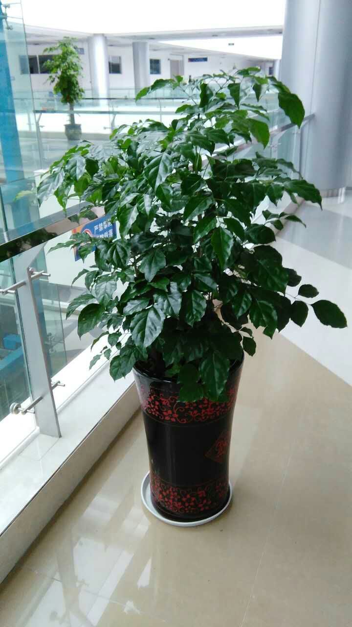 直销绿宝树 富贵树大型植物客厅办公室盆栽绿宝观叶盆