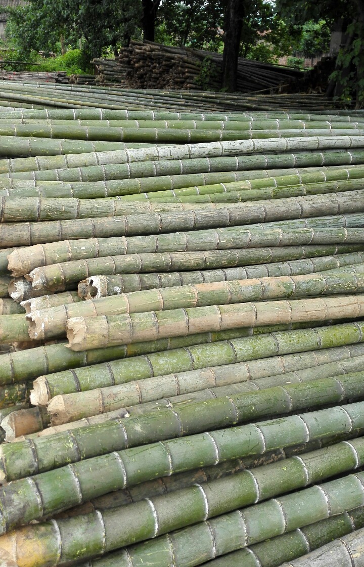 毛竹大量批发 各种规格现货 源头产地销售 量大从优